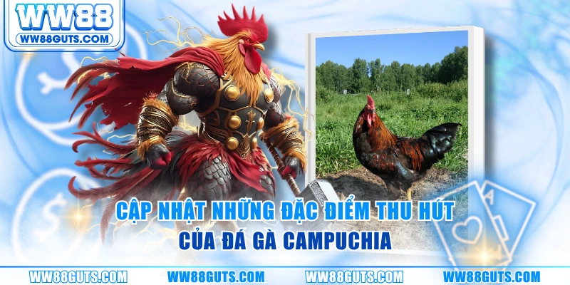 Cập nhật những đặc điểm thu hút của đá gà Campuchia