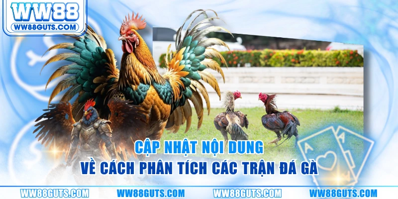 Cập nhật nội dung về cách phân tích các trận đá gà