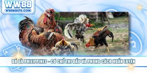 Đá gà Philippines