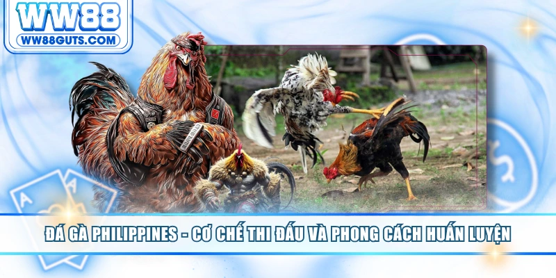Đá Gà Philippines - Cơ Chế Thi Đấu Và Phong Cách Huấn Luyện 4 Đá gà Philippines