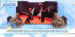 Đá gà trực tiếp Thomo