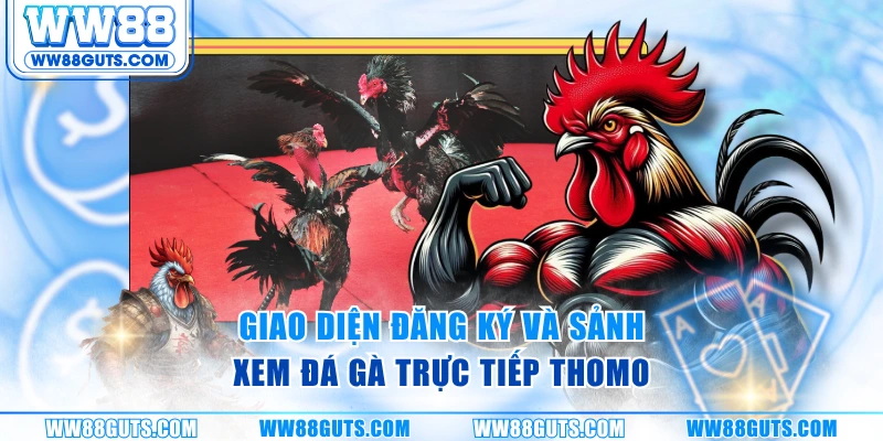Giao diện đăng ký và sảnh xem đá gà trực tiếp Thomo