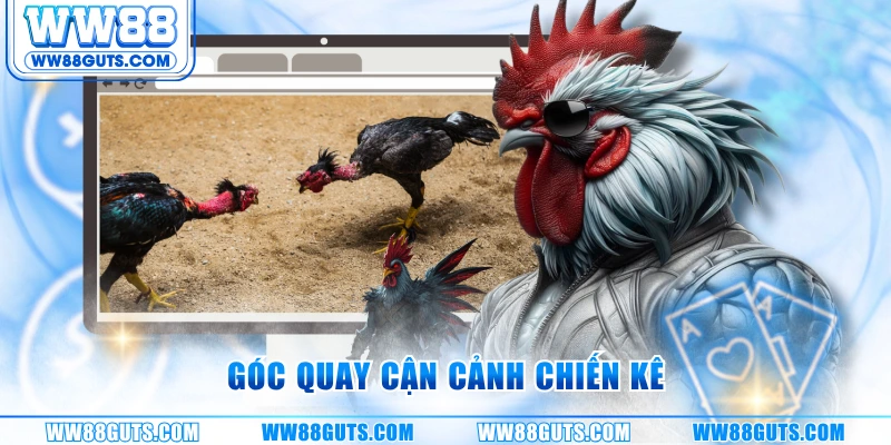 Góc quay cận cảnh chiến kê