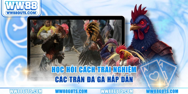 Học hỏi cách trải nghiệm các trận đá gà hấp dẫn