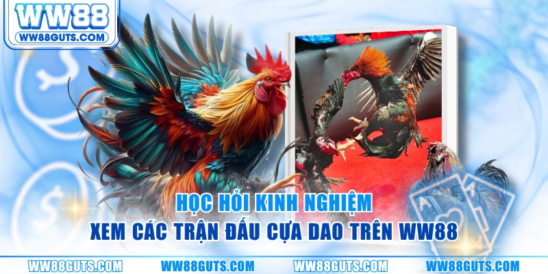 Học hỏi kinh nghiệm xem các trận đấu cựa dao trên WW88