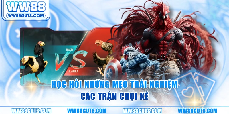 Học hỏi những mẹo trải nghiệm các trận chọi kê