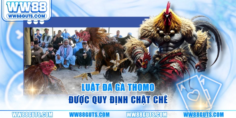 Luật đá gà Thomo được quy định chặt chẽ