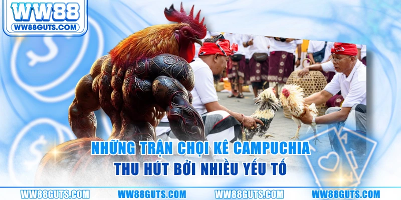 Những trận chọi kê Campuchia thu hút bởi nhiều yếu tố