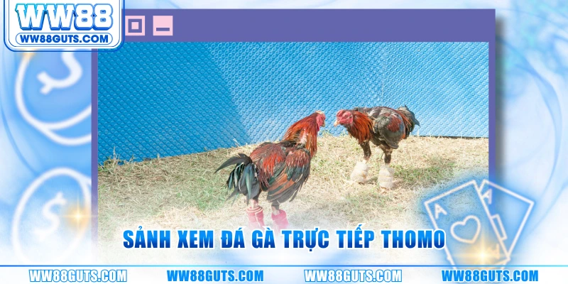 Sảnh xem đá gà trực tiếp Thomo
