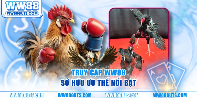 Đá Gà Philippines - Cơ Chế Thi Đấu Và Phong Cách Huấn Luyện 7 Truy cập WW88 sở hữu ưu thế nổi bật